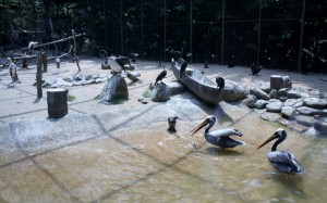 jazierko s umelými vlnami pre pelikány