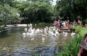 kŕmenie pelikánov