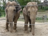 Indonézia - krotké slony